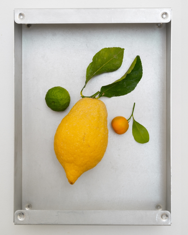 formagari-cedrat-pierre-girardin-7