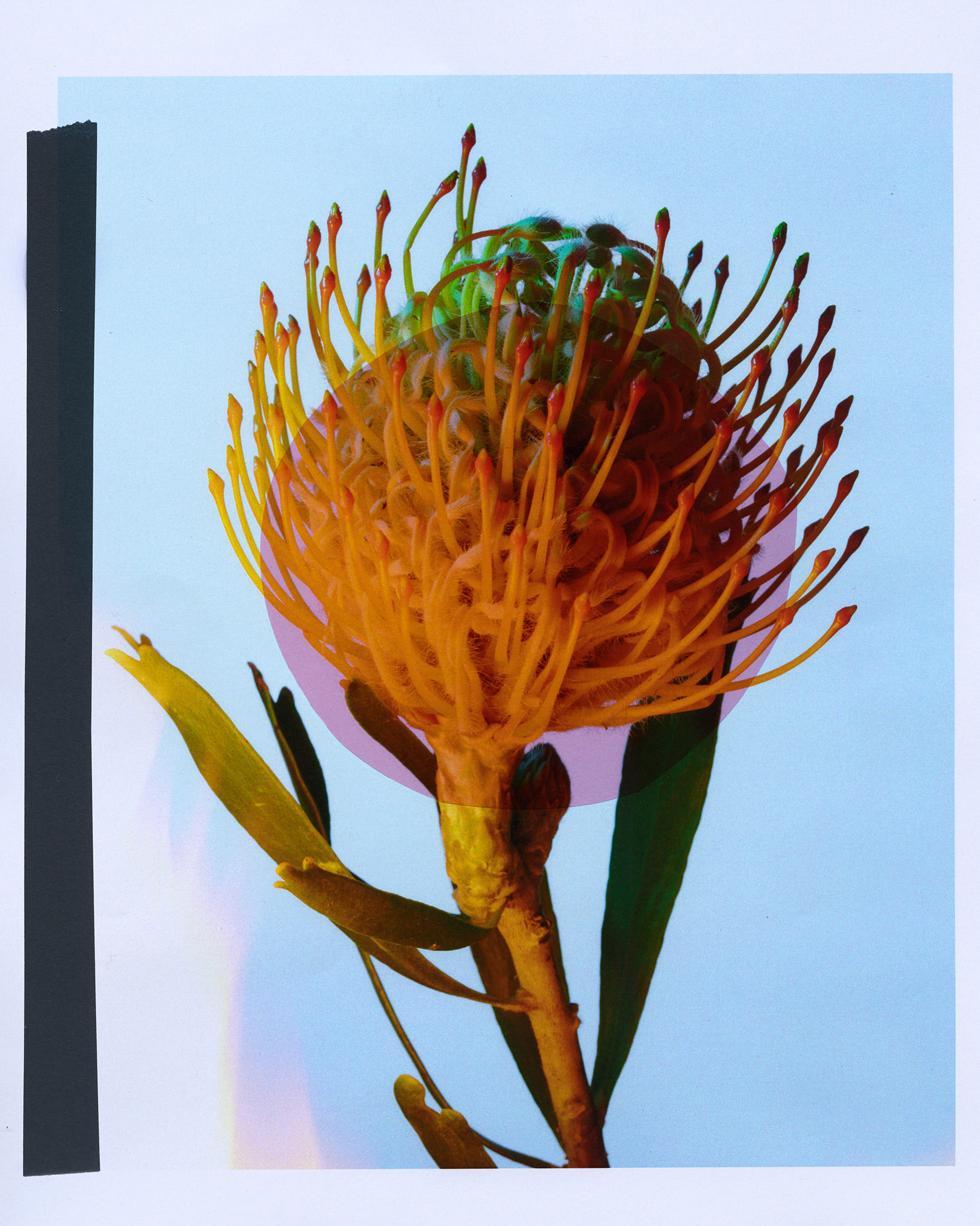 formagari-charlotte-krieger-4x5-2